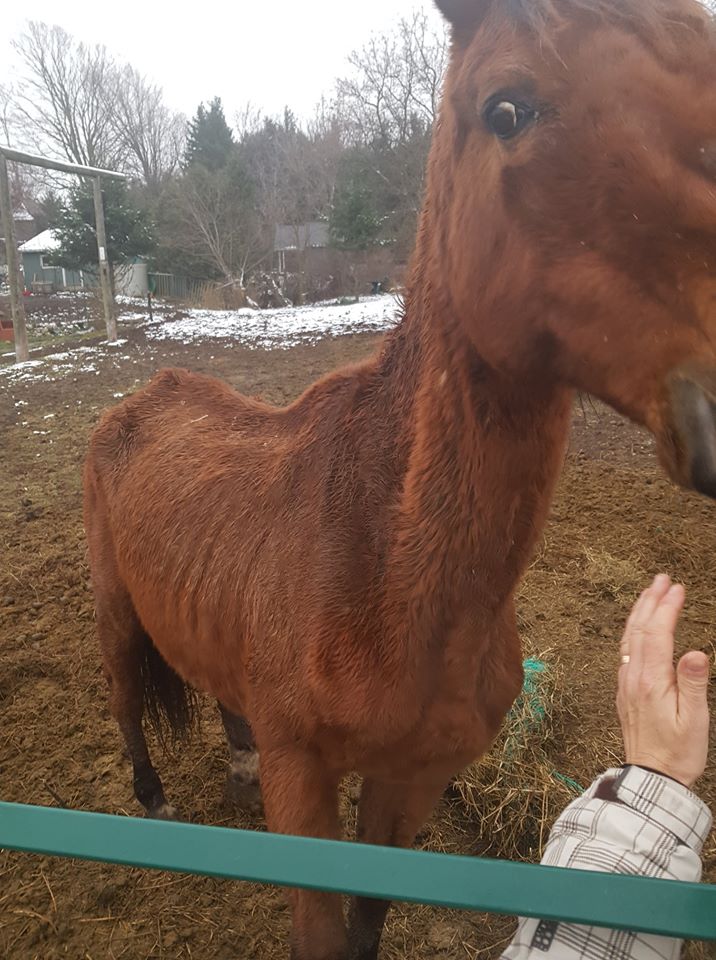 Thumbnail for Suspected Animal Neglect Investigation Underway at Ontario Farm