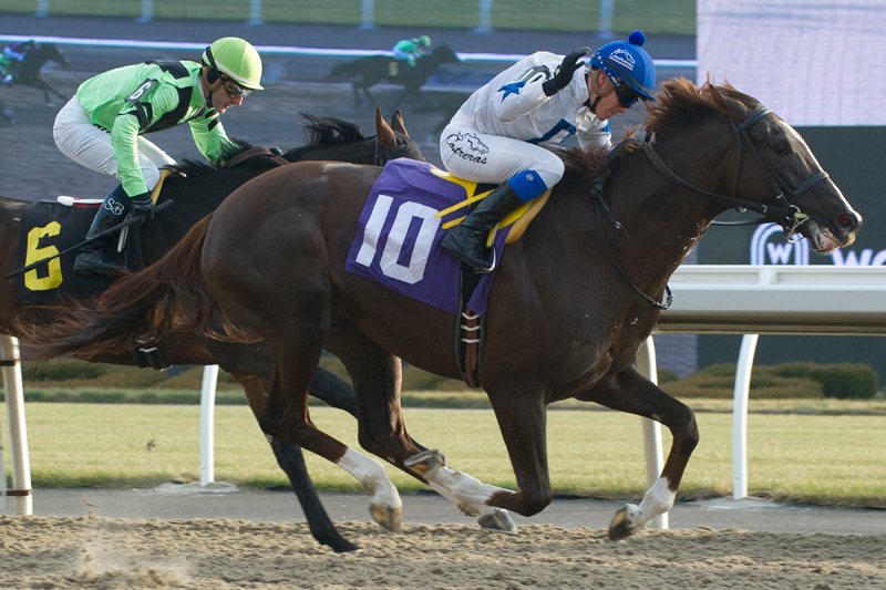 He’s a Macho Man won the fifth race on Sunday at Woodbine Racetrack, giving jockey Luis Contreras his 2,000th career victory in Canadian and U.S. races. Michael Burns Photo