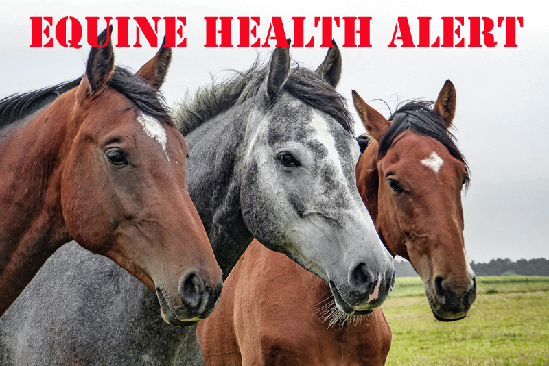 Thumbnail for Equine Infectious Anemia Found in British Columbia