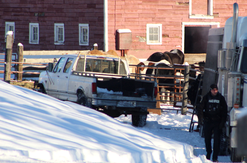 Sixty-five horses and six dogs were removed from Patricia Lynn Moore’s property near Edmonton, Alberta on January 8, 2019.