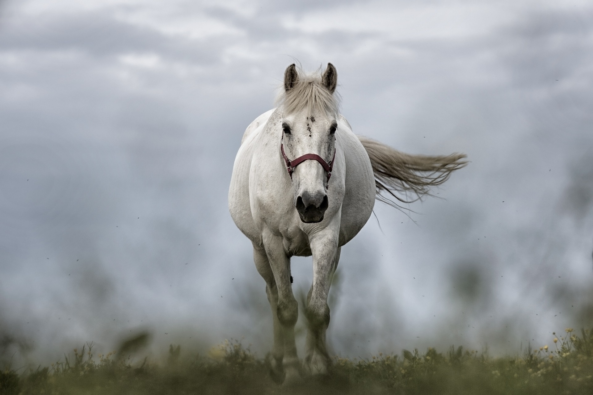 Equine herpes viral abortion is caused by equine herpesvirus-1 (EHV-1). Pregnant mares should be housed separately from other horses to ensure their protection.