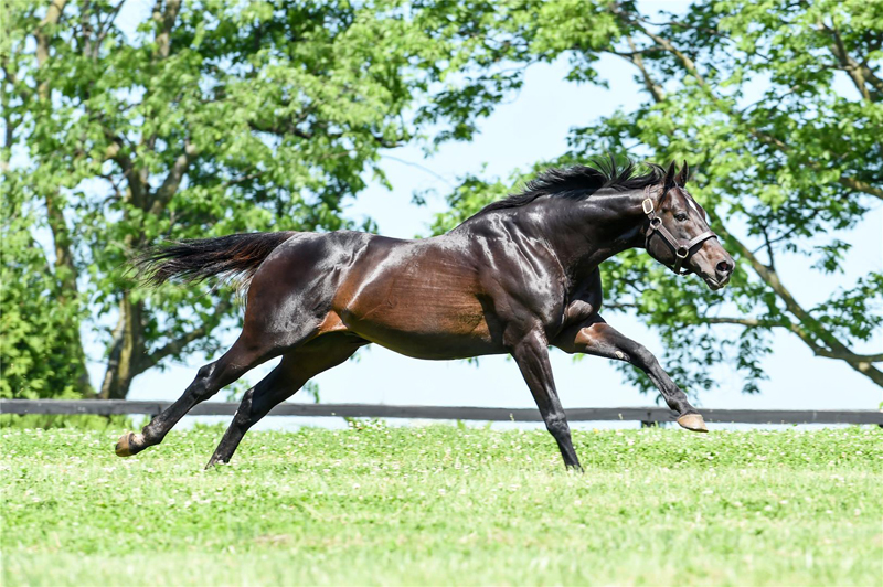 Thumbnail for Leading Thoroughbred Sire Pioneerof the Nile Has Died