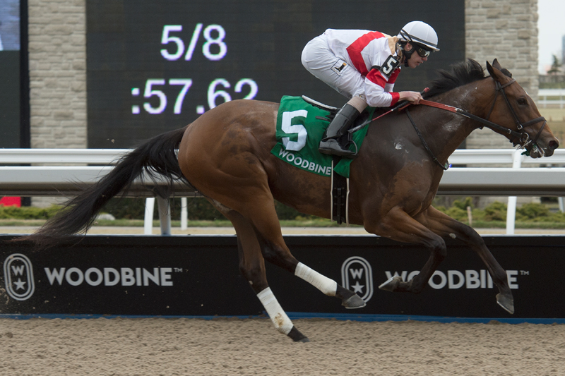 Sister Peacock and jockey Jesse Campbell winning the $100,000 Star Shoot Stakes on Sunday, April 21. Michael Burns Photo