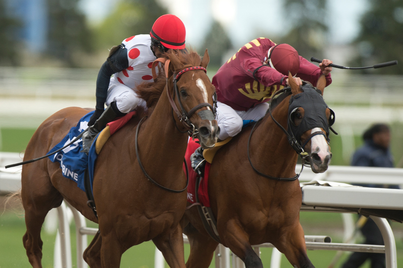 Eventual winner Souper Tapit (3) and Mr Ritz (1) battle to the wire in the $175,000 Eclipse Stakes (Grade 2) on Monday, May 20 at Woodbine Racetrack. Michael Burns Photo