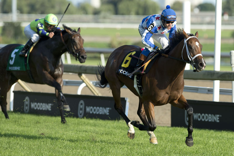 Starship Jubilee and jockey Luis Contreras winning the 2018 Canadian Stakes (Grade 2), Presented by the Japan Racing Association, on Saturday, Sept. 15 at Woodbine Racetrack.