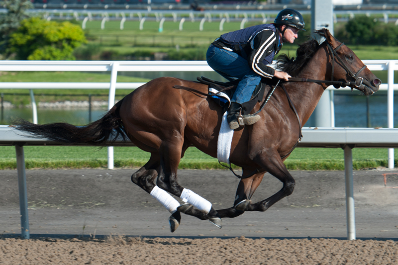 Avie’s Flatter prepping for the 2019 Queen’s Plate at Woodbine. Michael Burns Photo