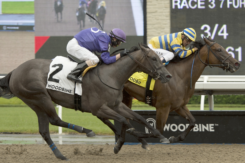 Thumbnail for Ciuri scores in $100,000 Lady Angela Stakes at Woodbibne