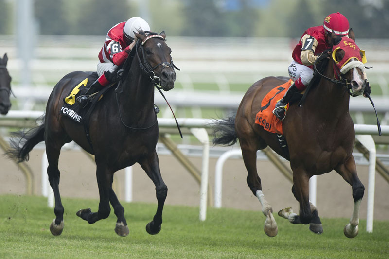Emmaus (#6), runner-up to El Tormenta in the Grade 2 Connaught Cup on June 1 at Woodbine Racetrack