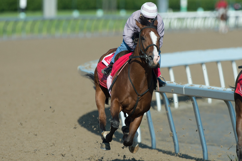 Queen's Plate contender Skywire at Woodbine. Michael Burns Photo