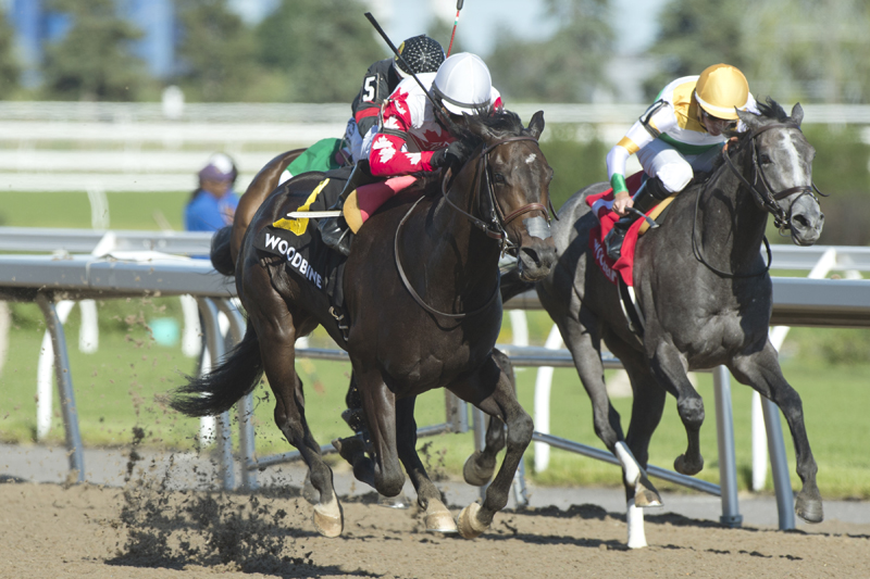 Speedy Soul and jockey Patrick Husbands winning the $225,000 Bison City Stakes on June 30 at Woodbine Racetrack.