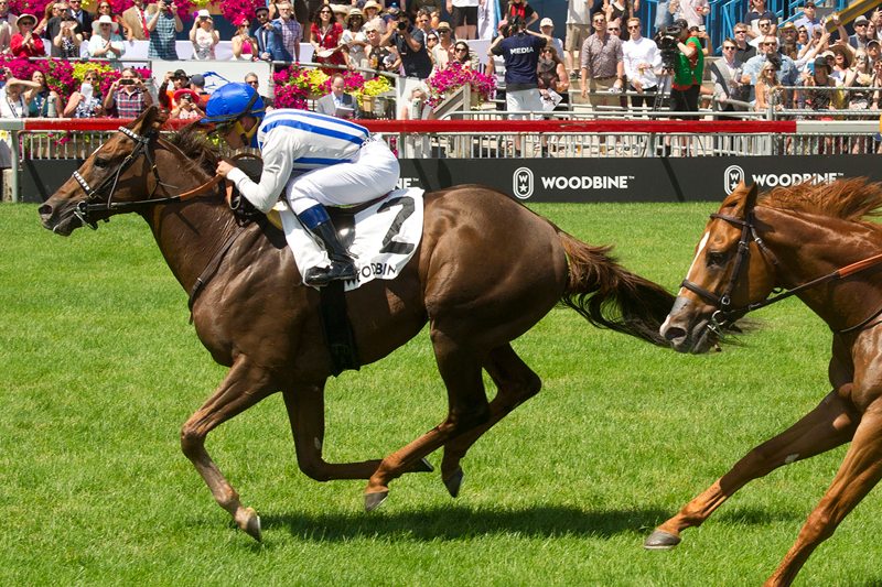 Synchrony and jockey Javier Castellano winning the $175,000 King Edward Stakes (Grade 2) on June 29 at Woodbine Racetrack.