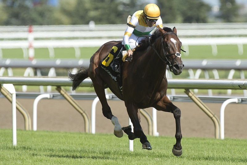 Thumbnail for Tiz a Slam wins Nijinsky Stakes for second time at Woodbine