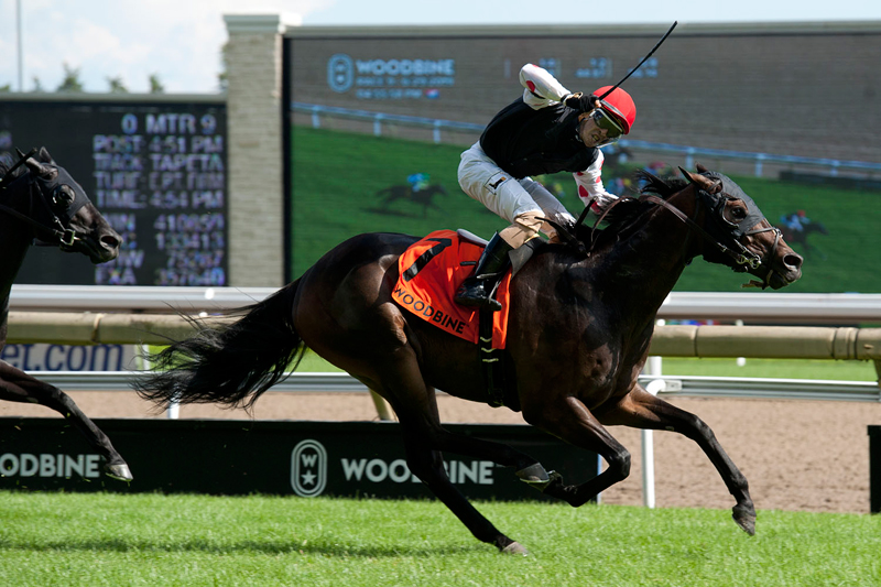Wet Your Whistle and Alex Cintron winning the $300,000 Highlander Stakes (Grade 1) on June 29 at Woodbine Racetrack. Michael Burns Photo