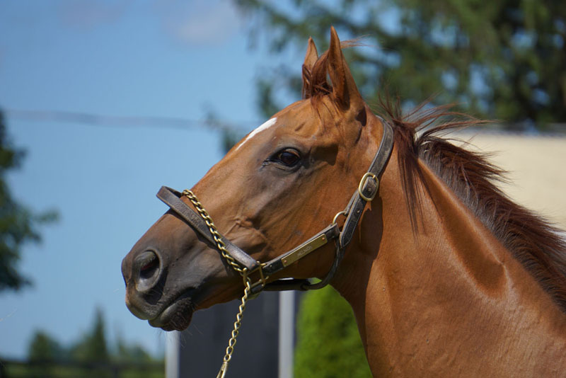 Melmich has been retired to the LongRun Thoroughbred Retirement Society’s farm in Hillsburgh, ON.