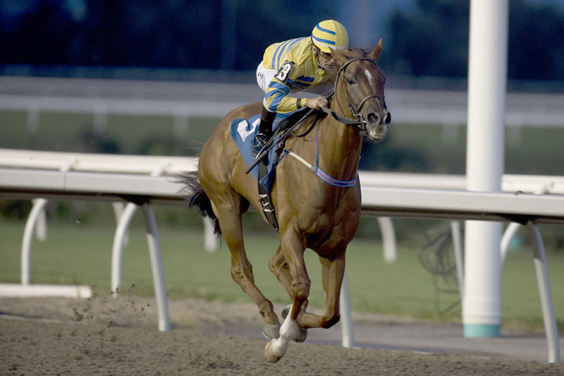 Thumbnail for Canadian Millions Sales Stakes Night at Woodbine Roundup