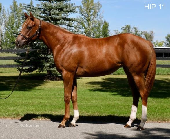The top filly sold at the CTHS Alberta yearling sale Sept. 13 was this gal by Giant Gizmo - courtesy Highfield Stock Farm