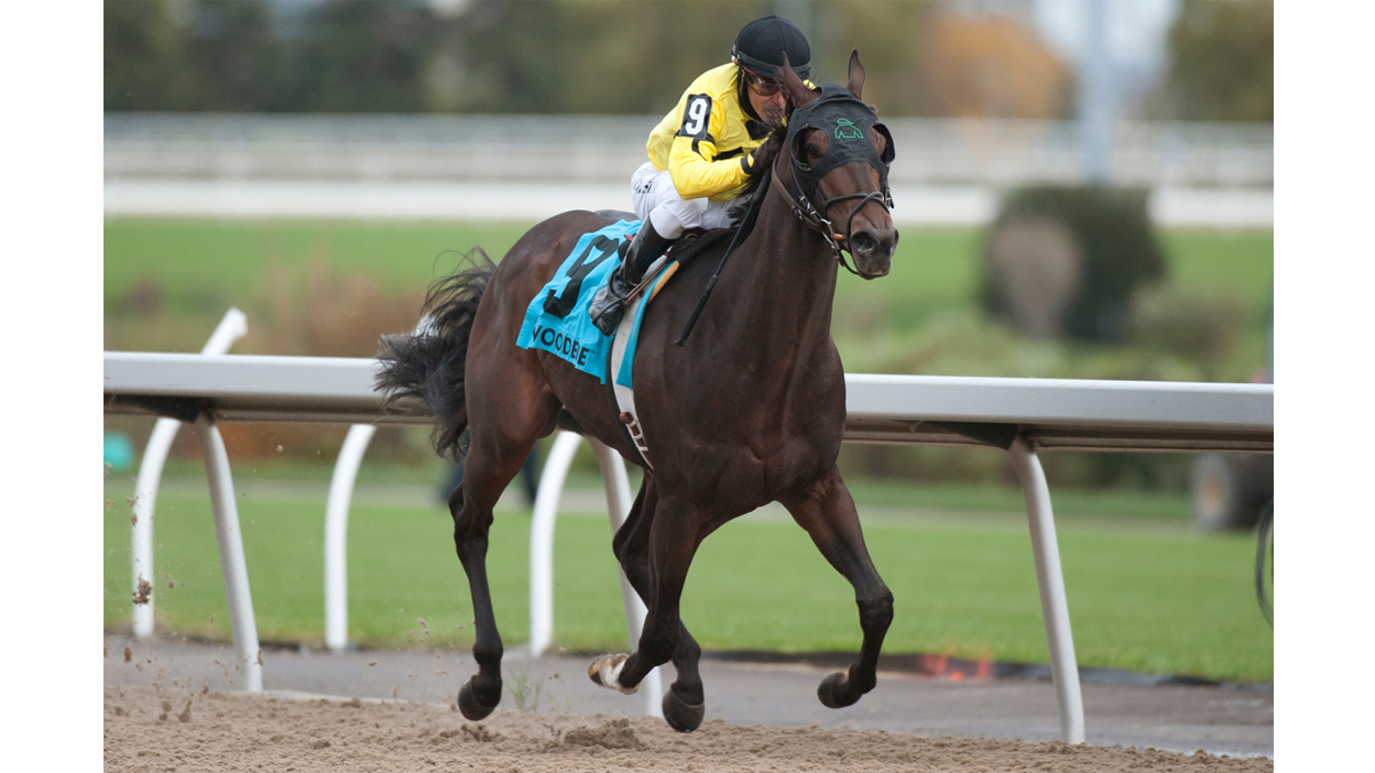 Thumbnail for Mr Havercamp is Out of Contention for the Ricoh Woodbine Mile