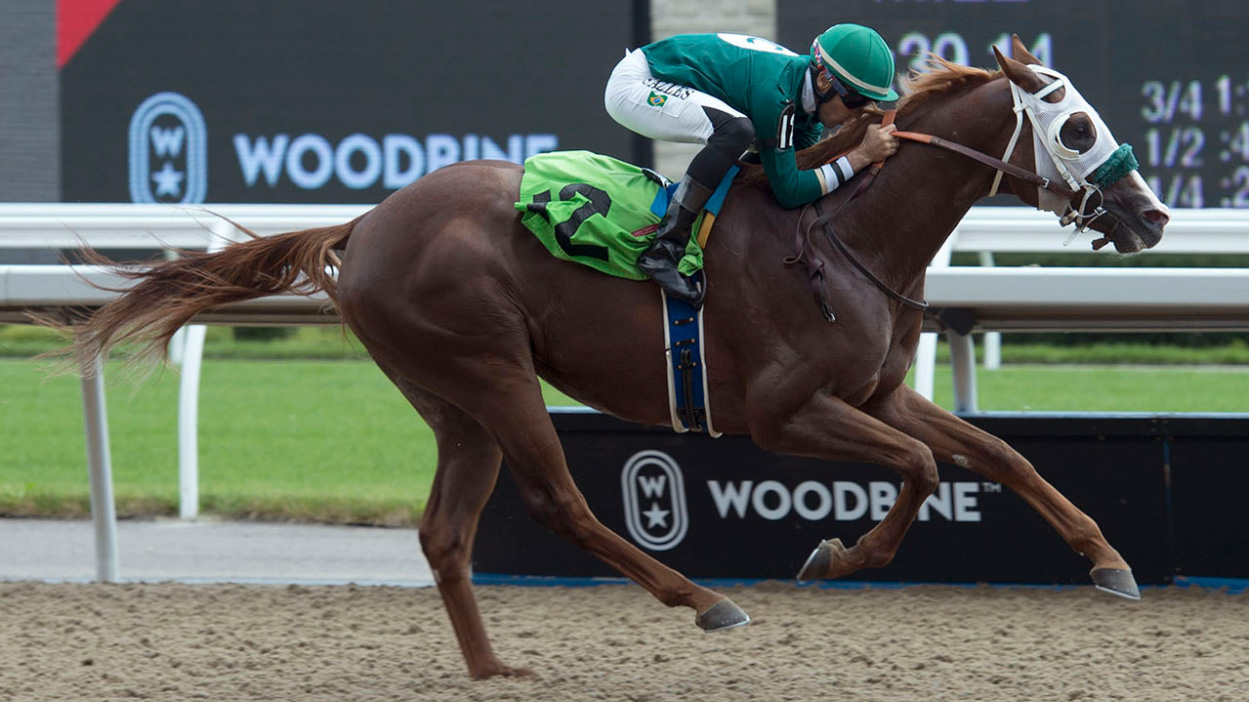 Thumbnail for King Causeway Aims to Reign Supreme in Vice Regent Stakes at Woodbine