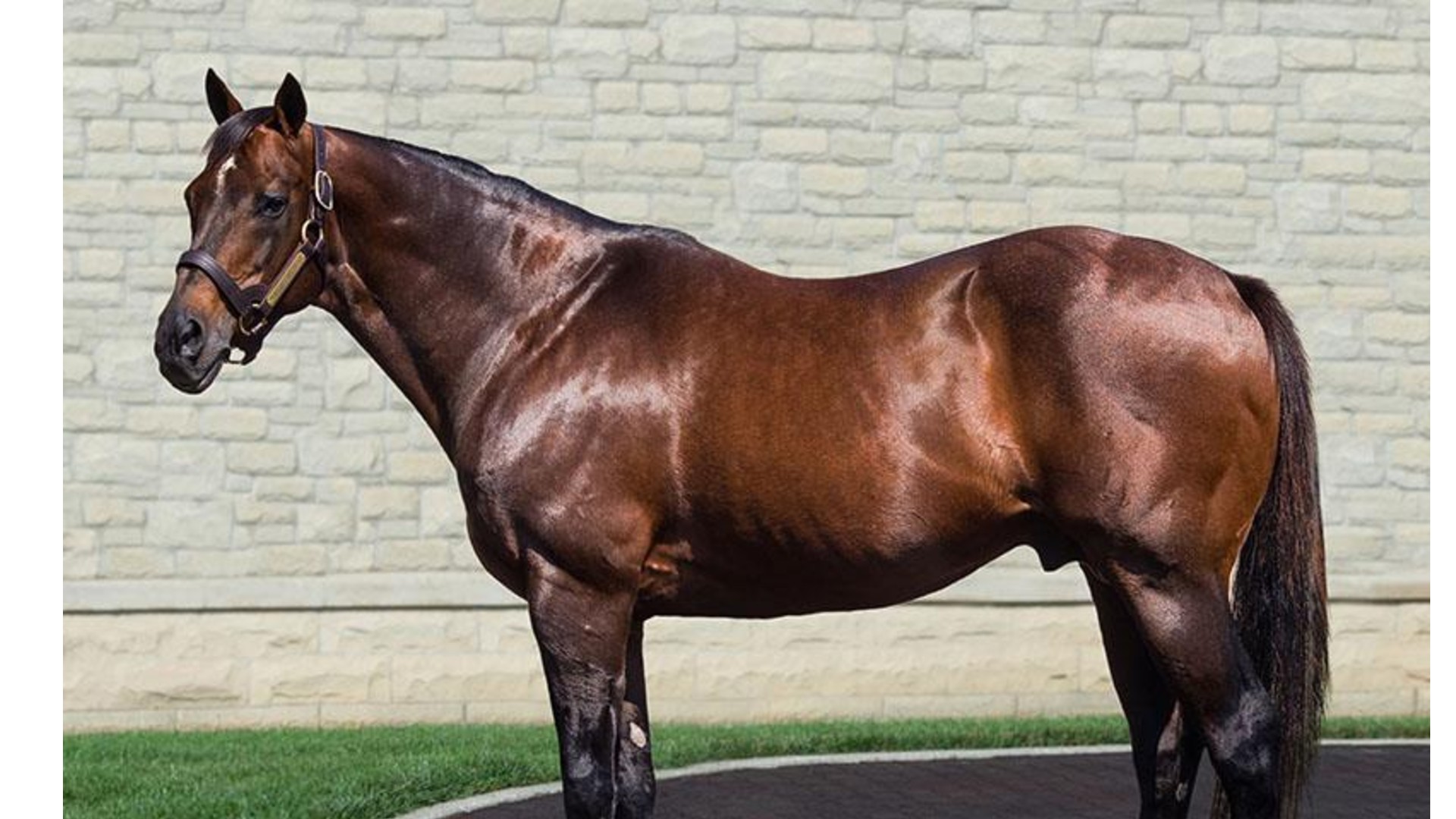 Thumbnail for Adena Springs North Down to Two Stallions With Latest Retirements