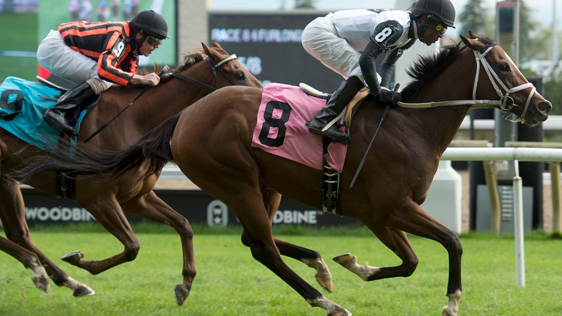 Thumbnail for Woodbine Saturday Preview: Sanity Tries to Step up in Grade 3 Ontario Fashion