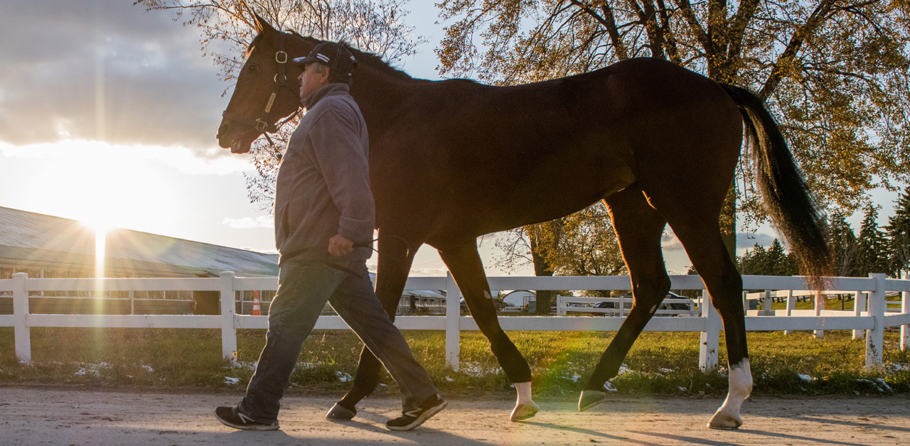 Thumbnail for Horse Acquisition Program Launched by Woodbine Prior to 2020 Meeting