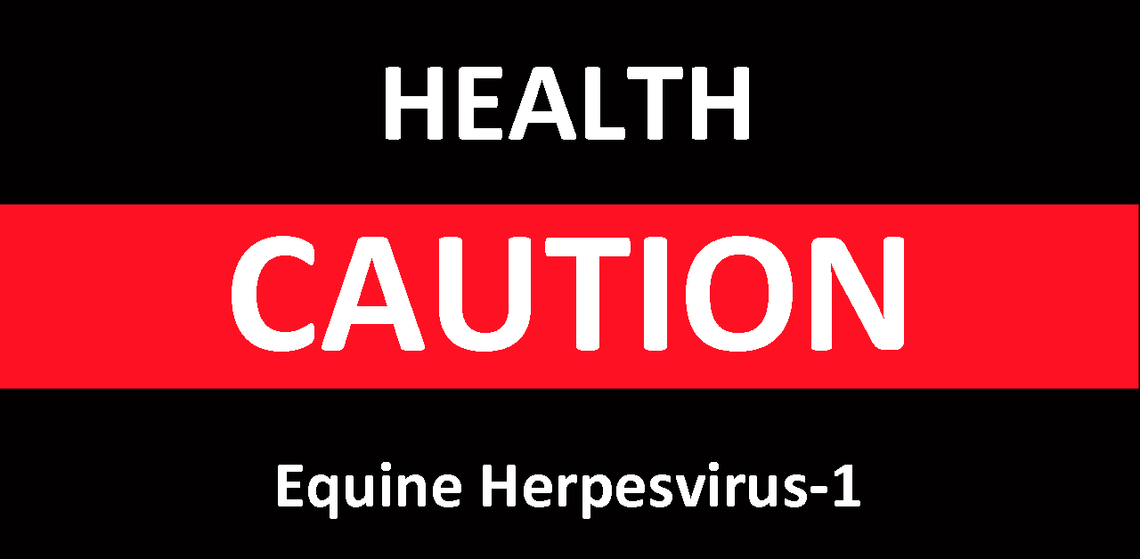 Thumbnail for Two Horses at Woodbine Test Positive for Equine Herpes Virus 1