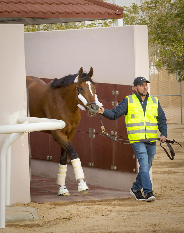 Maximum Security and other US horses arrived in Saudi Arabia two days ago to prepare for the Feb 29 Saudi Cup and other races - Jockey Club of Saudi Arabia / Mohammed Alshinaif