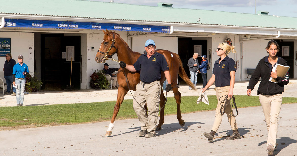 There will not be any permanent stabling in the six sales barns at Woodbine this year. (Dave Landry photo)