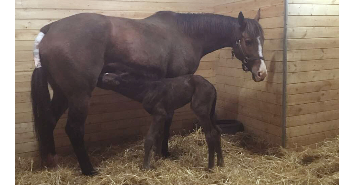 Thumbnail for 123 In-Foal Broodmares Added to Ontario Band Through TIP Programs; MPP Now Capped