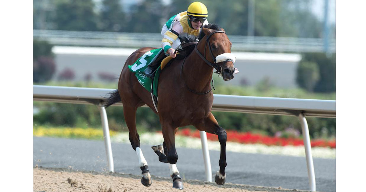 YORKTON is a graded stakes winner in Canada and a finalist for Champion Sprinter for 2019 - MICHAEL BURNS PHOTO