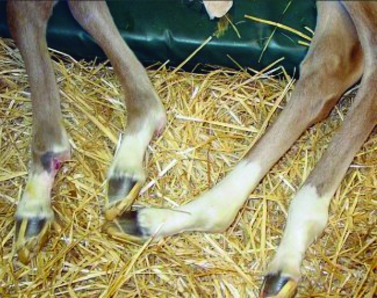 WFFS manifests as extremely delicate skin that tears or ulcerates easily and loose, hyperextensible joints – providing the foal actually survives the birth. There is no cure, with euthanasia as the only option. (Laboklin photo)