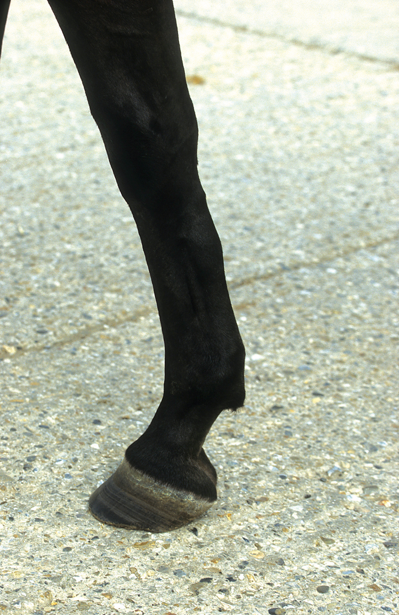 Racehorses are subjected to a lot of repetitive stress on their legs that can put tendons at risk for often career-ending injuries. (Pam Mackenzie photo)