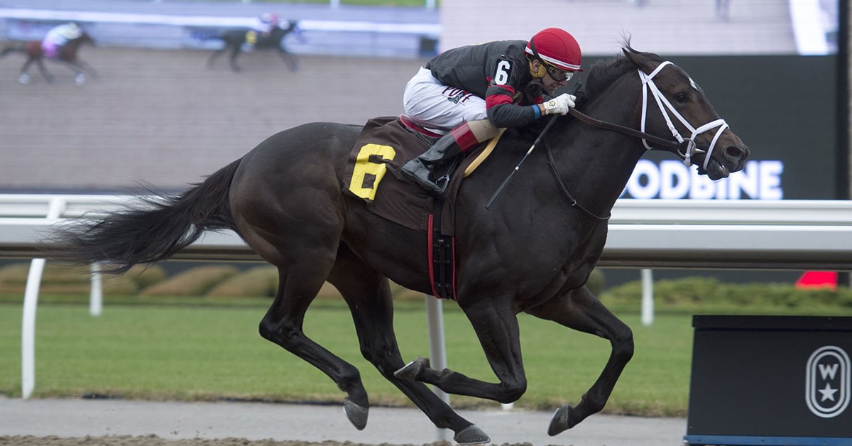 Stronach Stables' ELUSIVE KNIGHT is a major Queen's Plate contender and he is trained by Sid Attard - WOODBINE /MICHAEL BURNS PHOTO