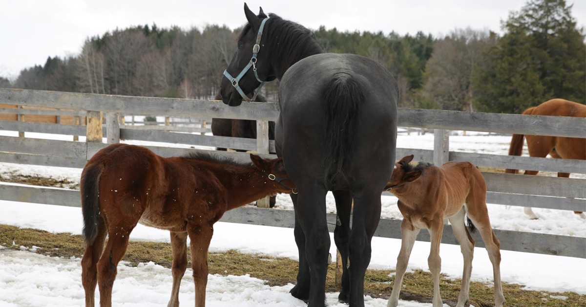 Nurse mare Kelsey Lynn and her two foster foals.