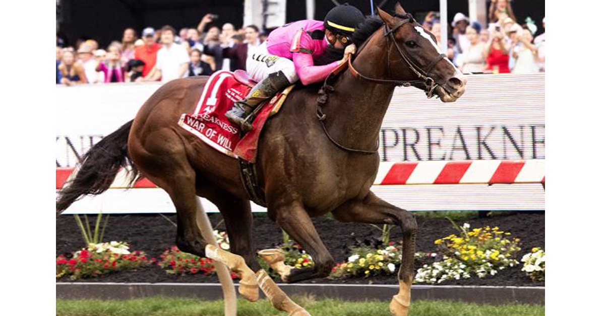 WAR OF WILL, the 2019 Preakness (G1) winner gets back to grass while out west for Mmeorial Day's Shoemaker Mile (GI) - Maryland Jockey Club photo