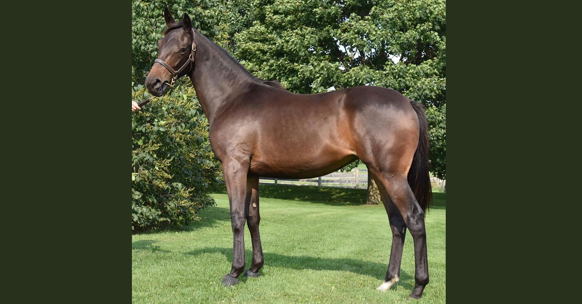 This young lady (shown as a yearling in 2018) posted an 80 Beyer Speed Figure in her maiden win on June 14 at Woodbine - who is she? (Photo courtesy of Bernard McCormack)