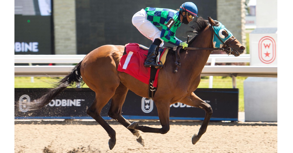 SOLIDIFY may be a force in the older male, main track division this year based on his handy win in an allowance race on June 14 - Patrick Husbands rode this guy and 2 other winners that day - MICHAEL BURNS PHOTO
