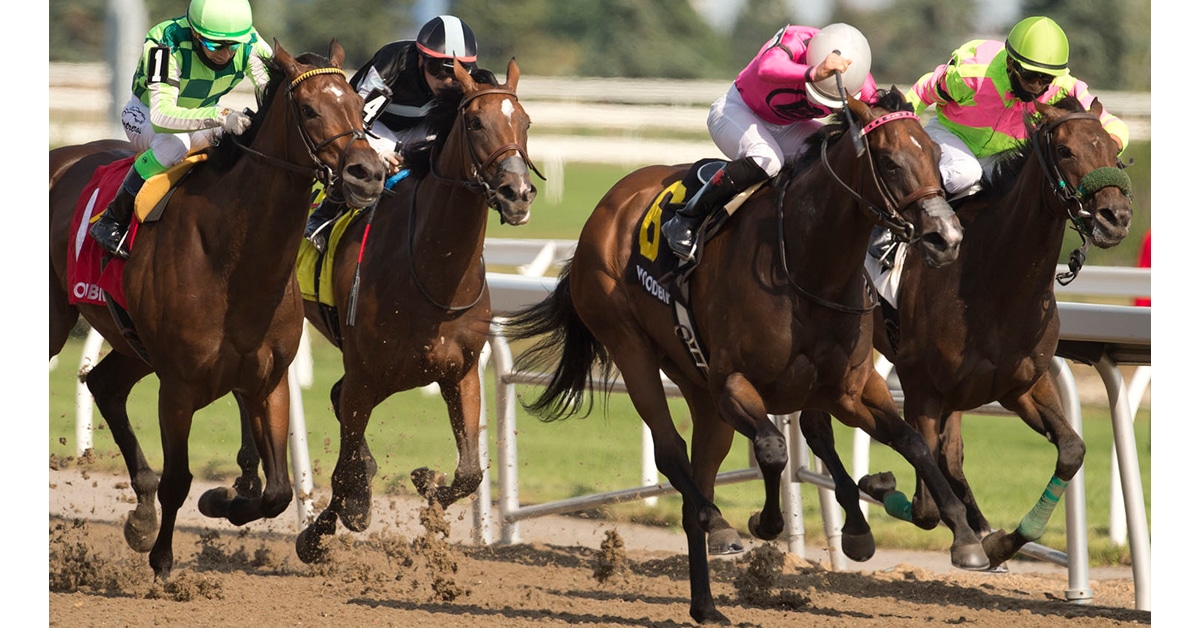 Thumbnail for Saratoga Vision Seeking First Stakes Win in Ontario Colleen