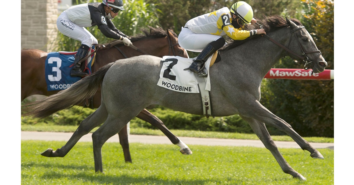 Thumbnail for Woodbine Saturday: Ladies Win all 4 Stakes Races