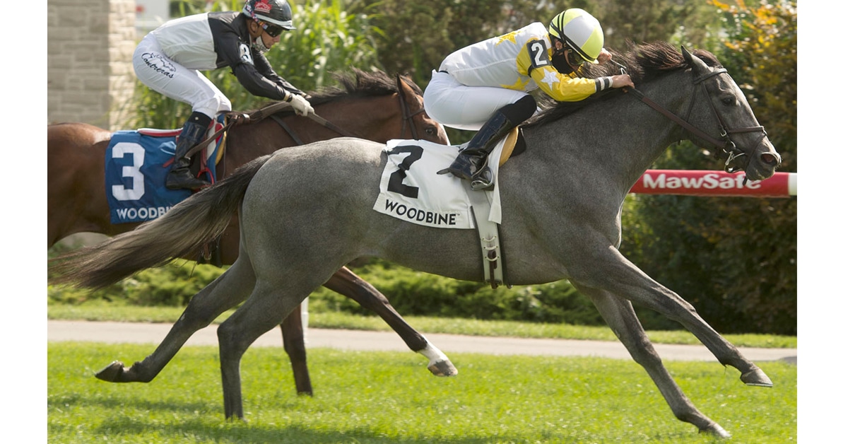 Thumbnail for Credit River Hopes to Dazzle Again in Cup & Saucer Stakes
