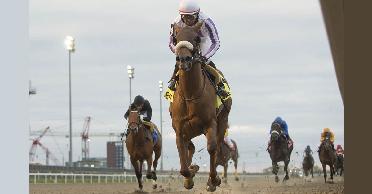 Thumbnail for Woodbine Saturday: Drew is a Dream, Bell Wins Two