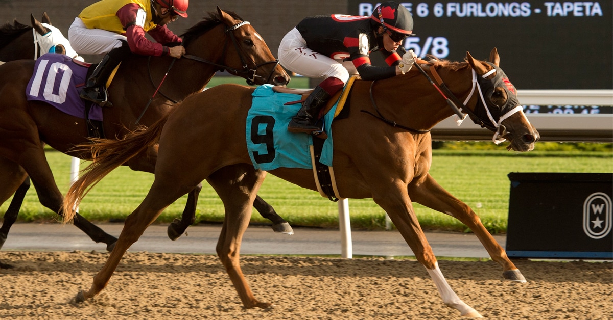 Thumbnail for Preview of South Ocean Stakes Saturday at Woodbine