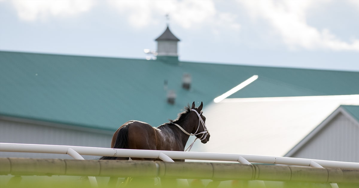 Thumbnail for New Series of Eight Ontario Sired Thoroughbred Stakes Races in 2021