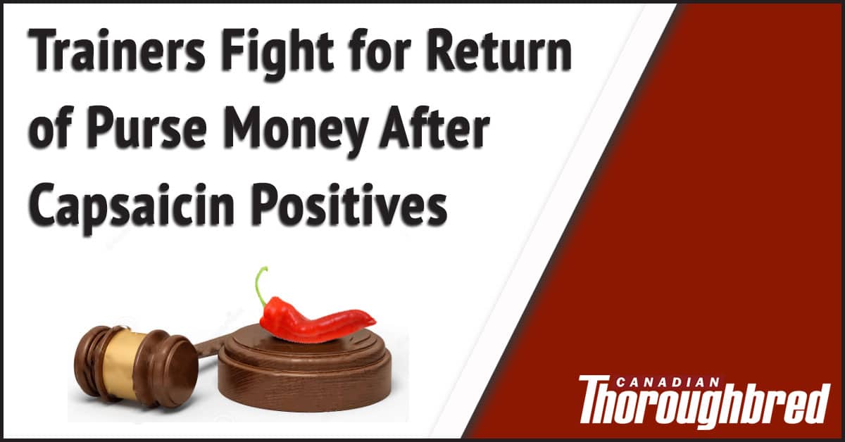 Thumbnail for Trainers Fight for Return of Purse Money After Capsaicin Positives