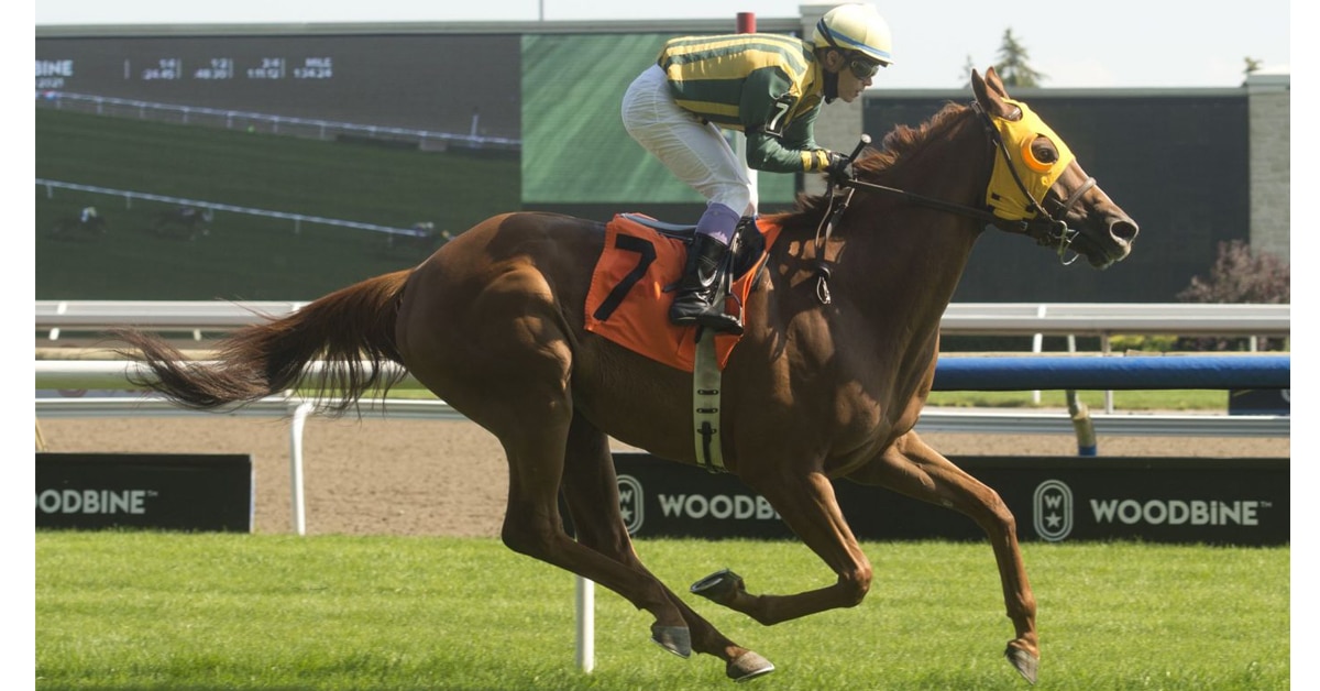 Thumbnail for Town Cruise Returns from Woodbine Mile Win for Nearctic