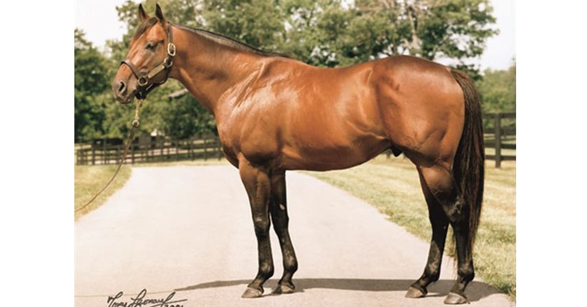 Thumbnail for Cape Canaveral Retired From Stallion Duty at 25