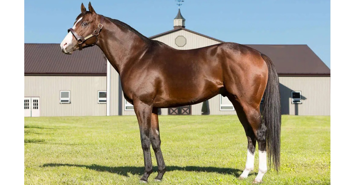 Thumbnail for Ontario Stallion Passion for Action Sires First Winner