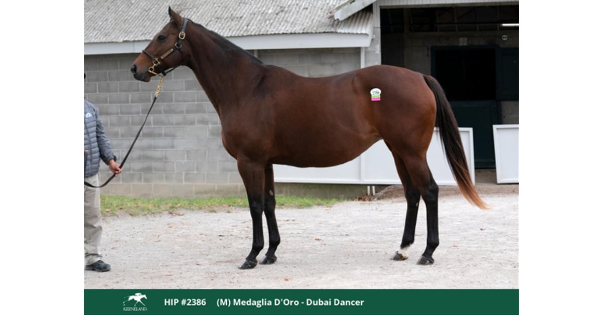 Thumbnail for Keeneland November Sale Update; Canadian Buyers in Action