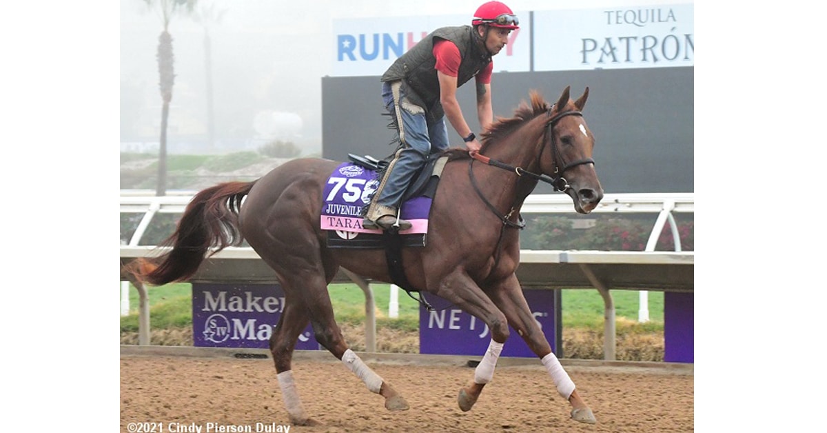 Thumbnail for 38th Breeders’ Cup World Championships Day 1: CT Makes Some Picks