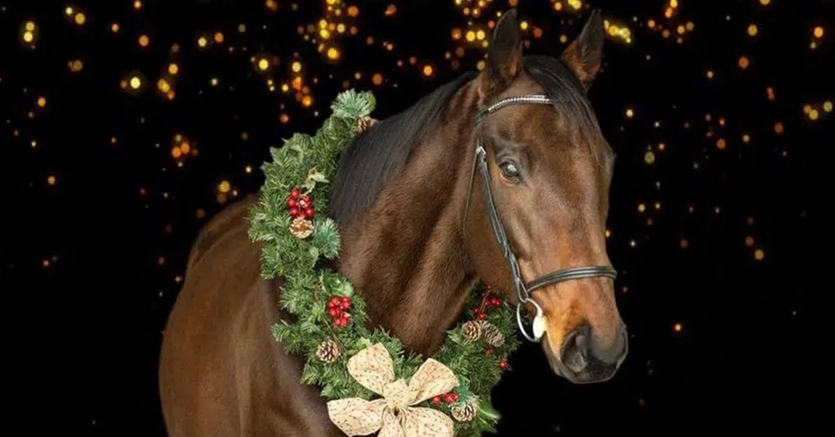 Thumbnail for In Photos: Retired Racehorses and Holiday Greetings